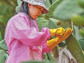 石头缝里种出“聚宝盆”