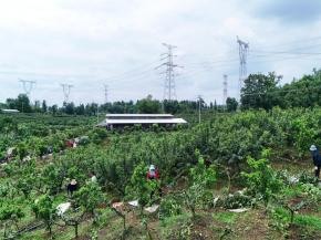 洪雅3.5万亩藤椒丰收 香飘四方助农增收