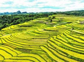 第八个中国农民丰收节来了!